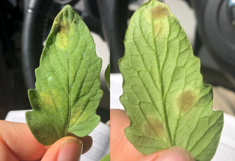 tomato leaf mold upper and lower